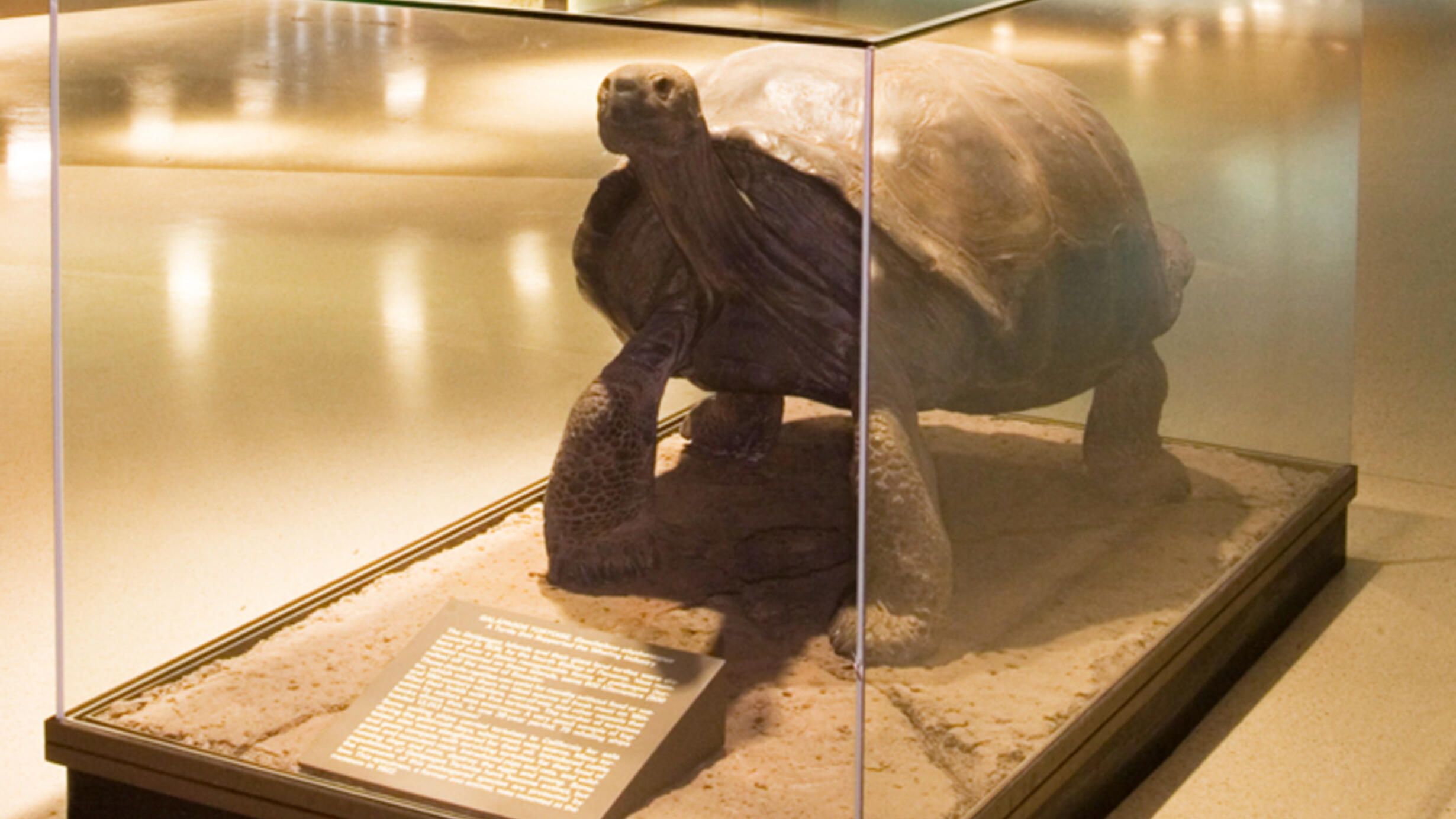In a glass exhibition case, a Galapagos tortoise, its head held erect on its extended neck, stands on its  thick limbs.