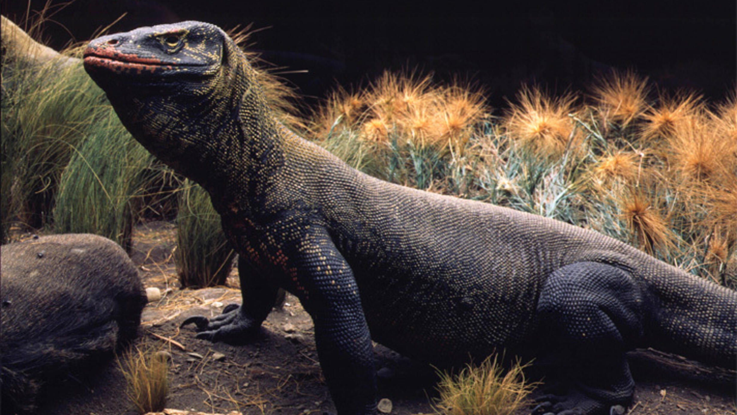 Model of Komodo dragon, a large reptile