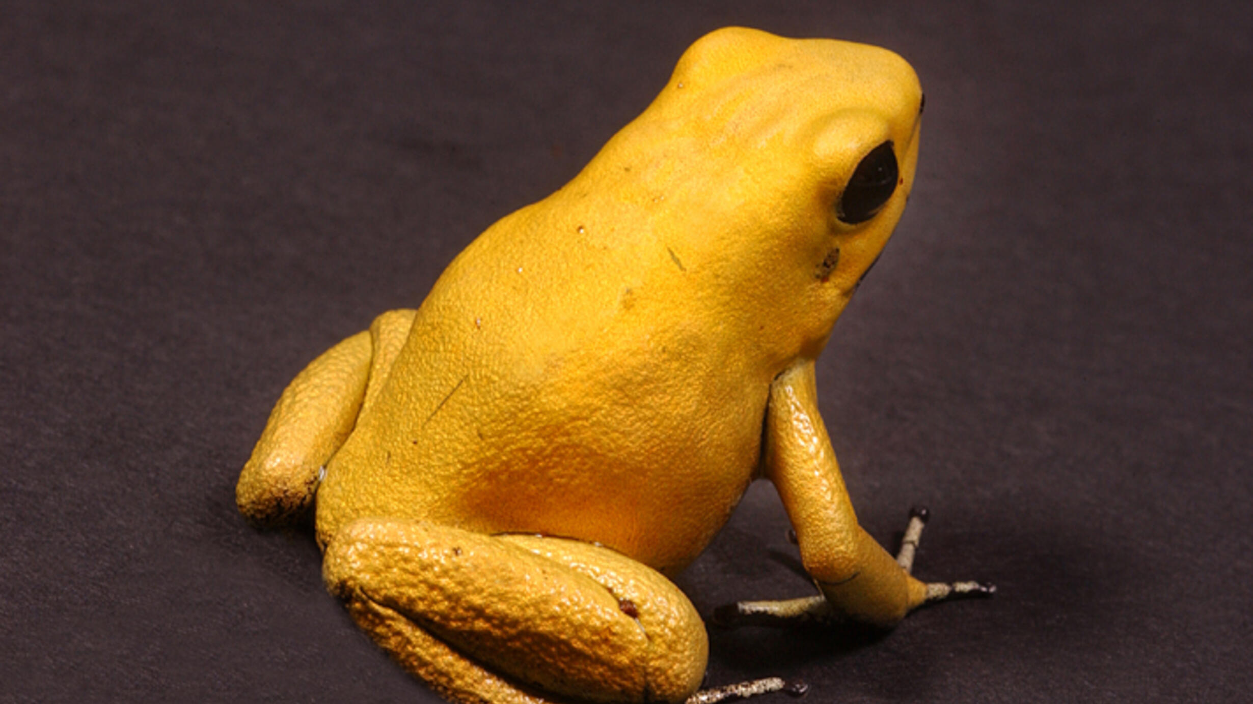 A bright yellow frog.