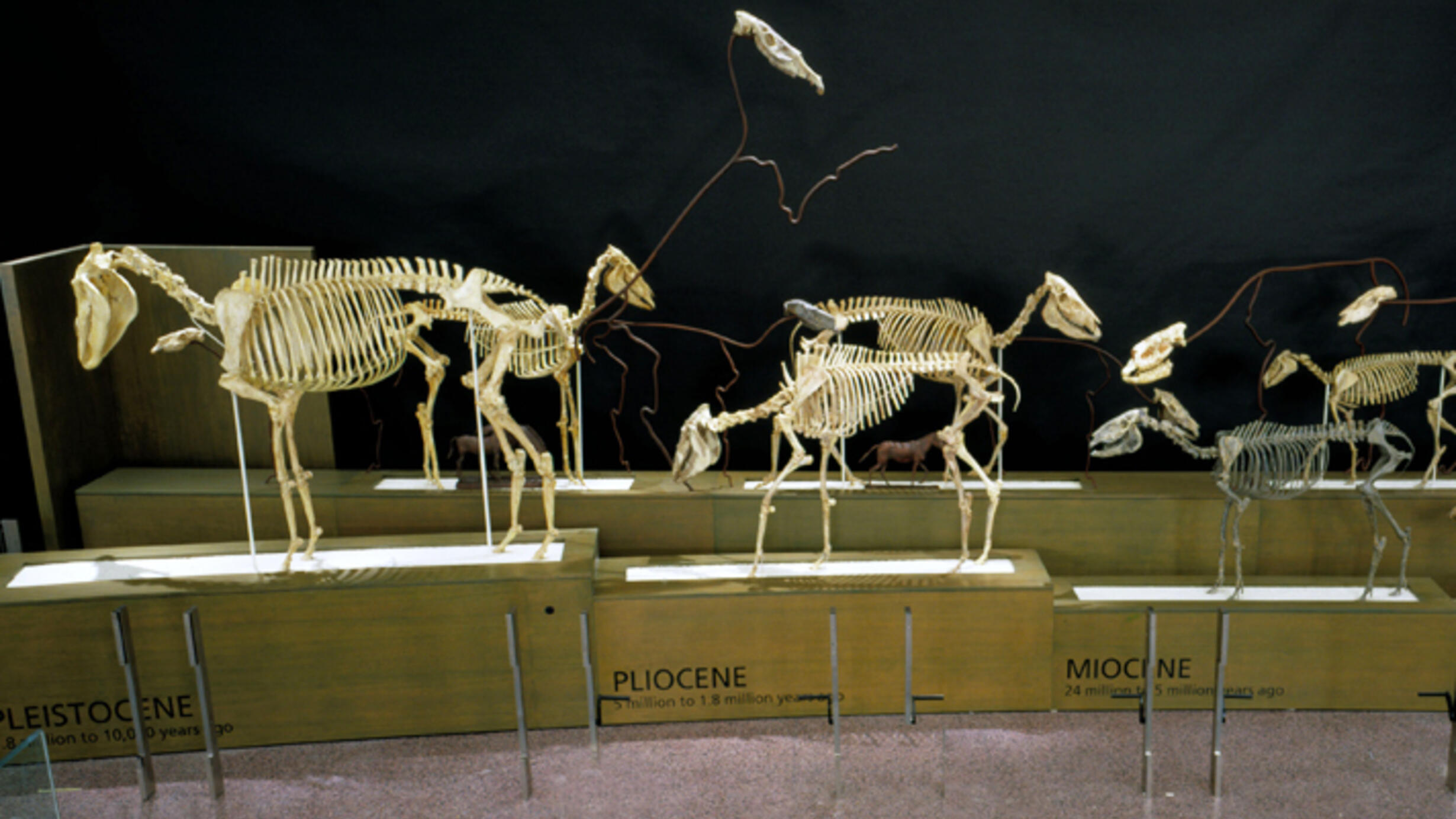Exhibition of fossil horse skeletons in the Museum's Hall of Advanced Mammals. Most are complete; several have only a skull attached to a wire frame representing the skeleton.