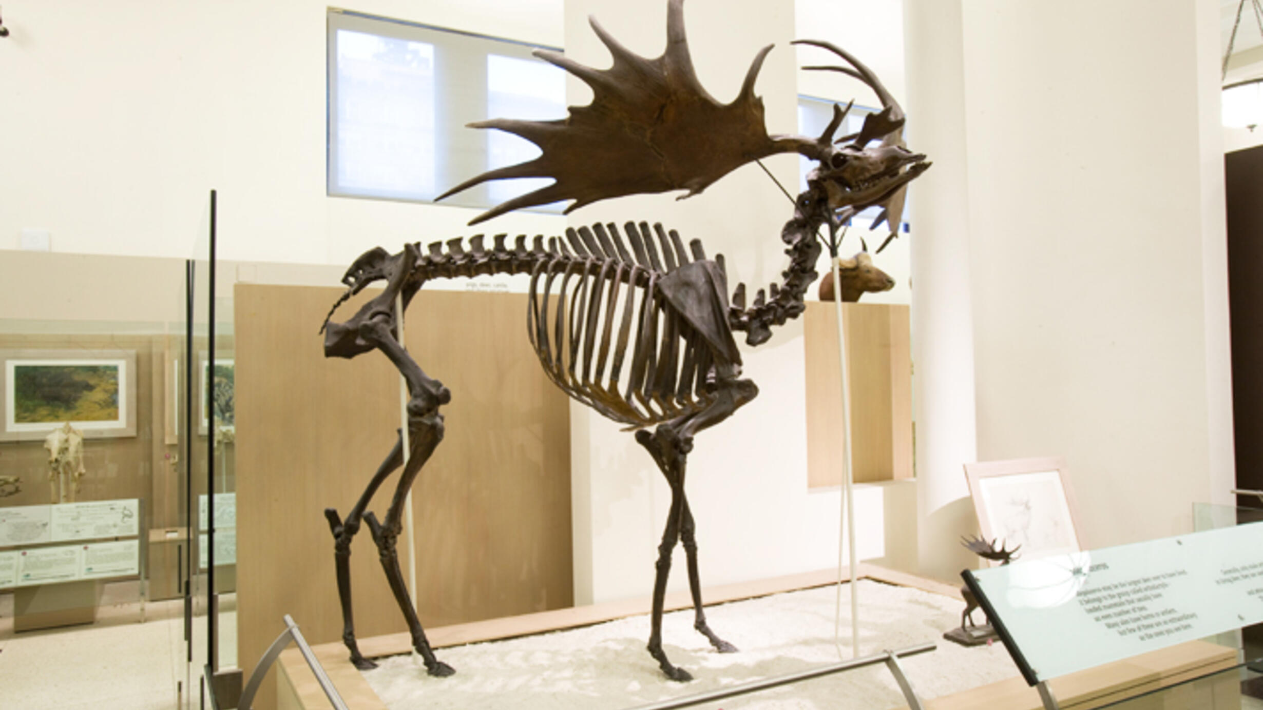 The Irish Elk fossil in the Museum's Hall of Advanced Mammals.