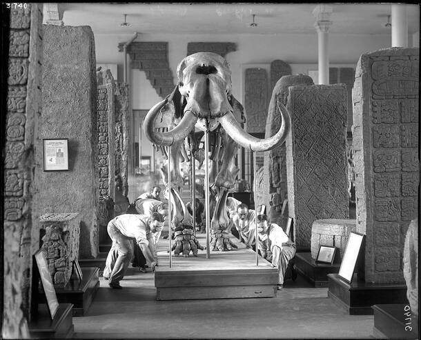 Seven men push the fully constructed Warren mastodon mount through the a Museum hall.