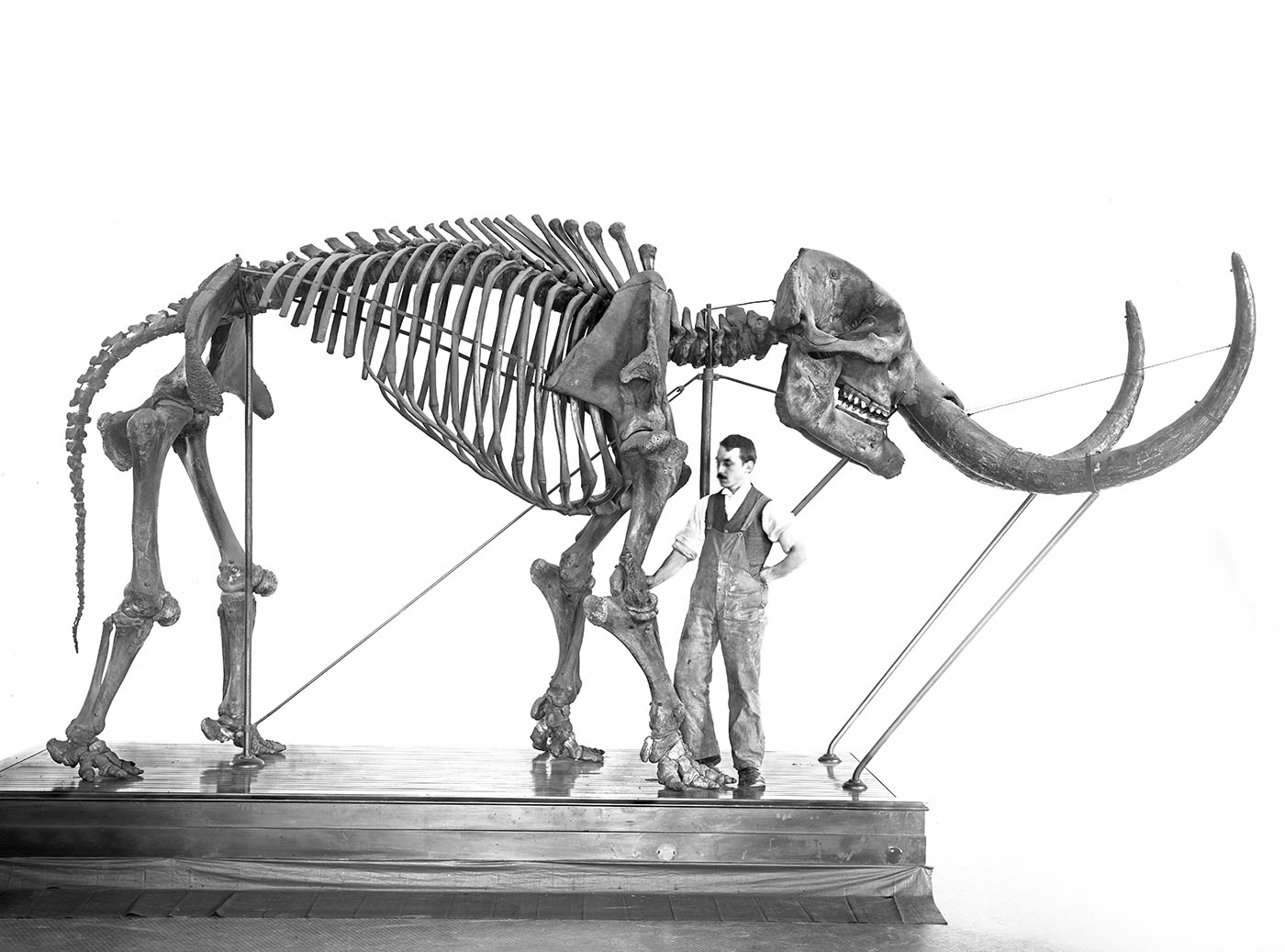 Man stands next to the original Warren mastodon mount.