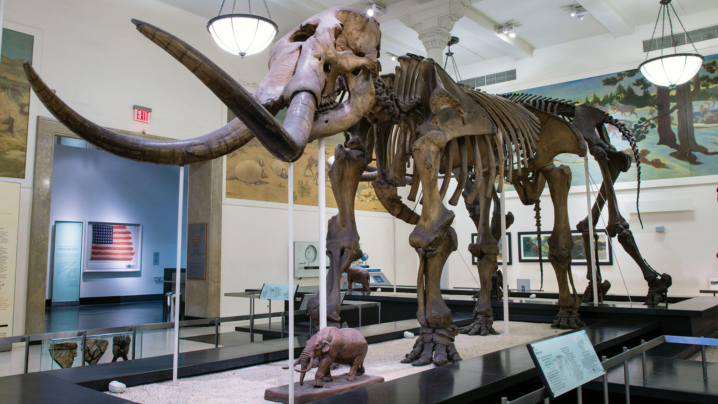 Warren Mastodon mount on display in the Hall of Advanced Mammals.