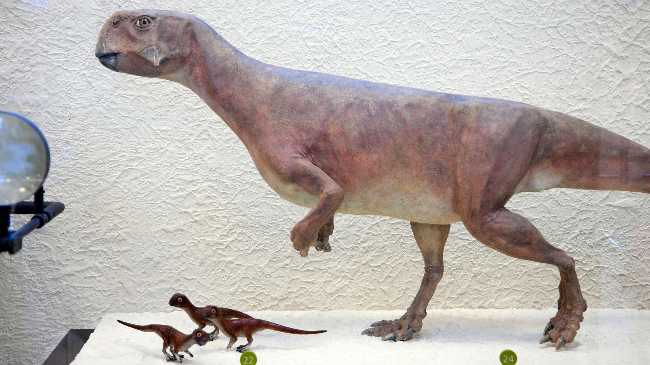 Psittacosaurus model in the Hall of Ornithischians.