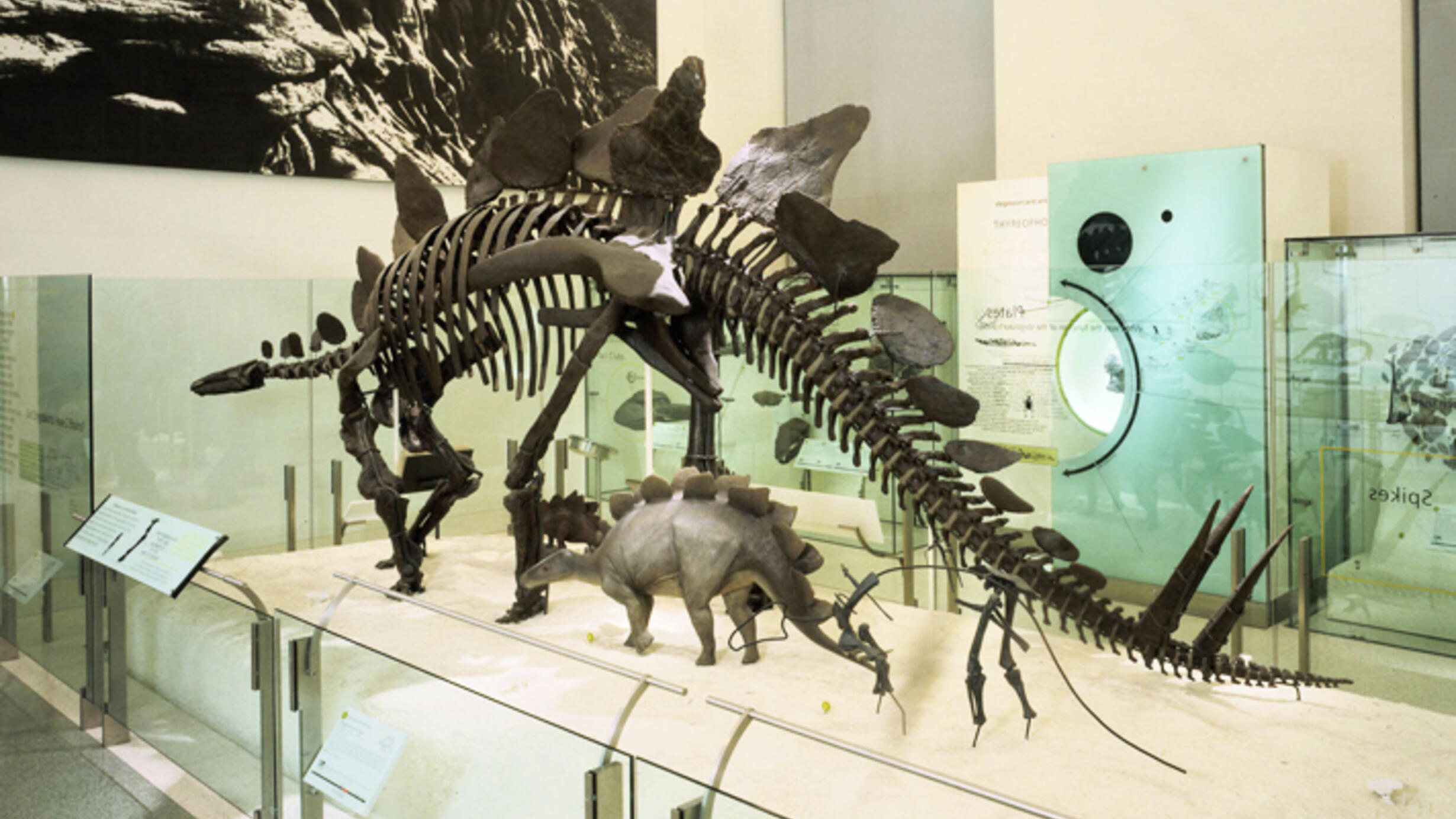 A mounted stegosurus fossil shown next to a small model of the dinosaur.
