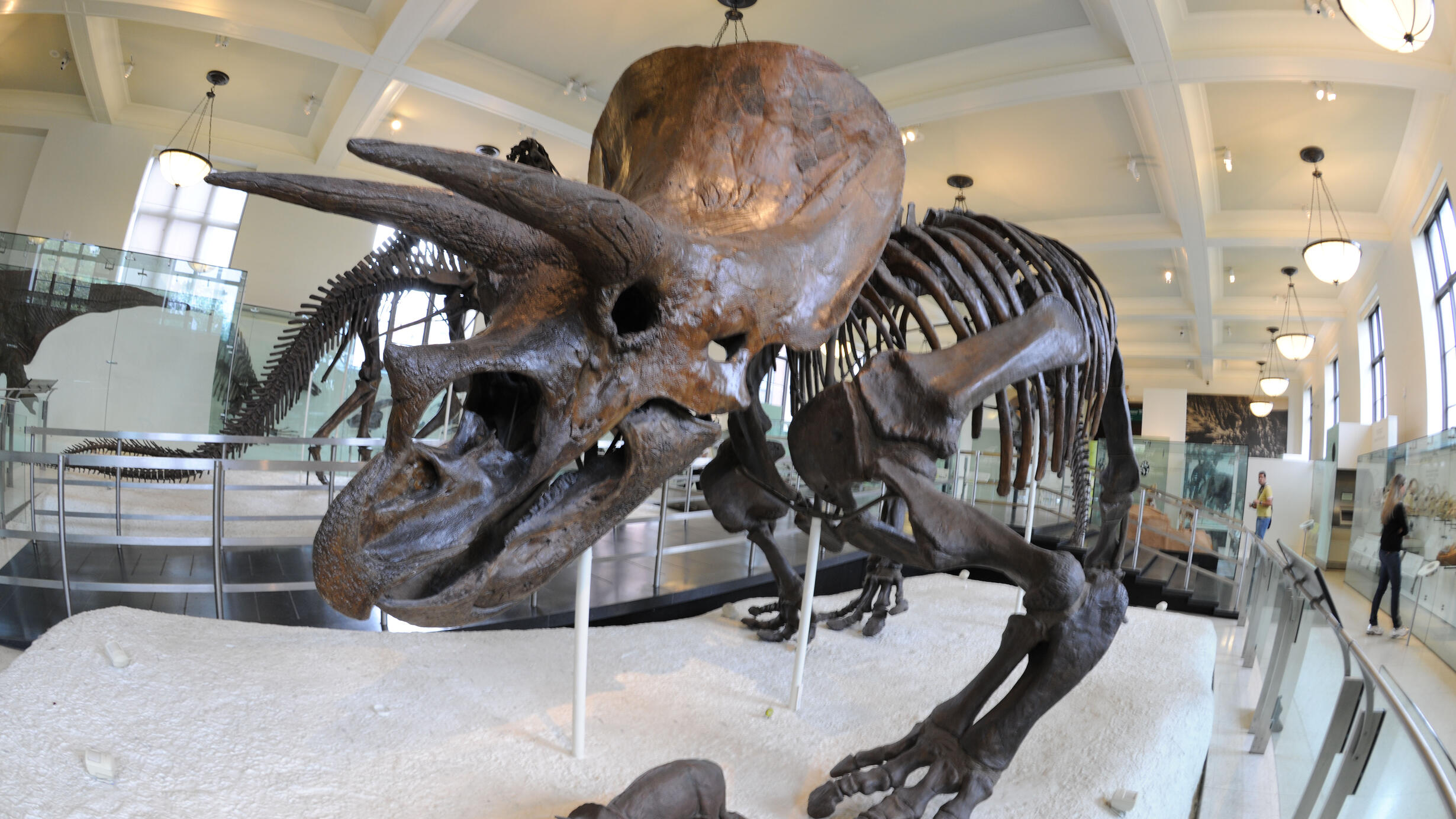 Triceratops dinosaur mount in the Museum's fourth floor fossil halls.