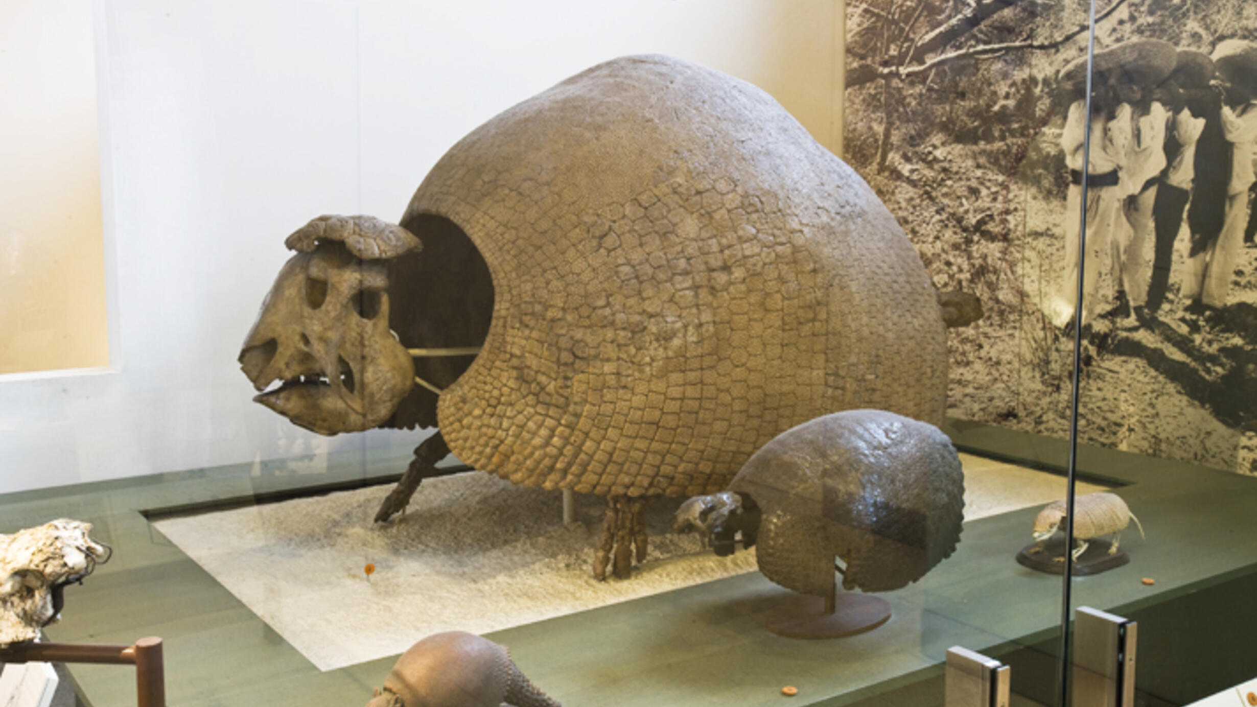 Two glyptodont fossils in a glass exhibition case, as well as a small model. The fossil specimens are notable for the animal's very round shell.