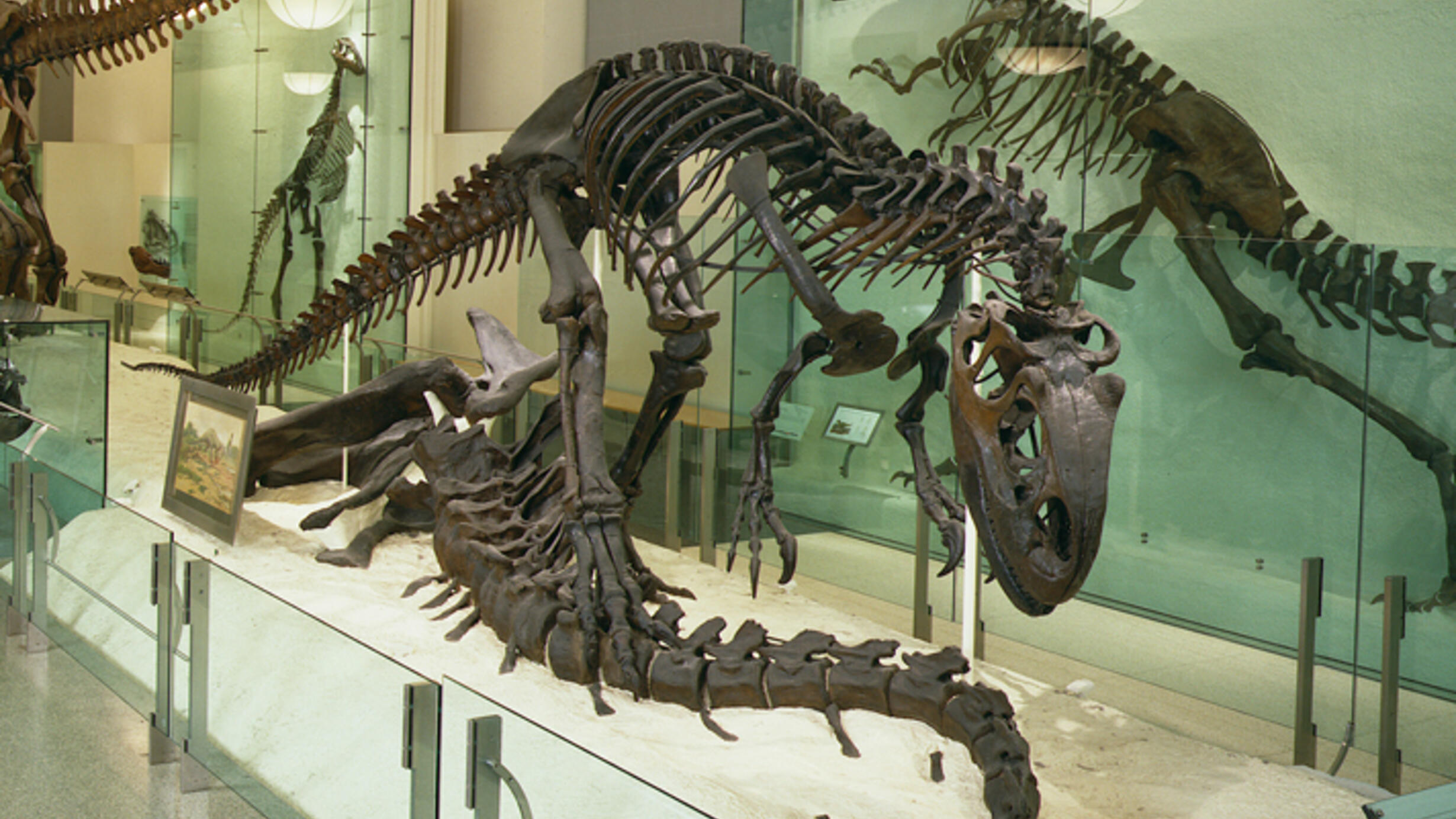 An exhibition of an Allosaurus fossil skeleton mounted dramatically over the partial spine skeleton of its prey.