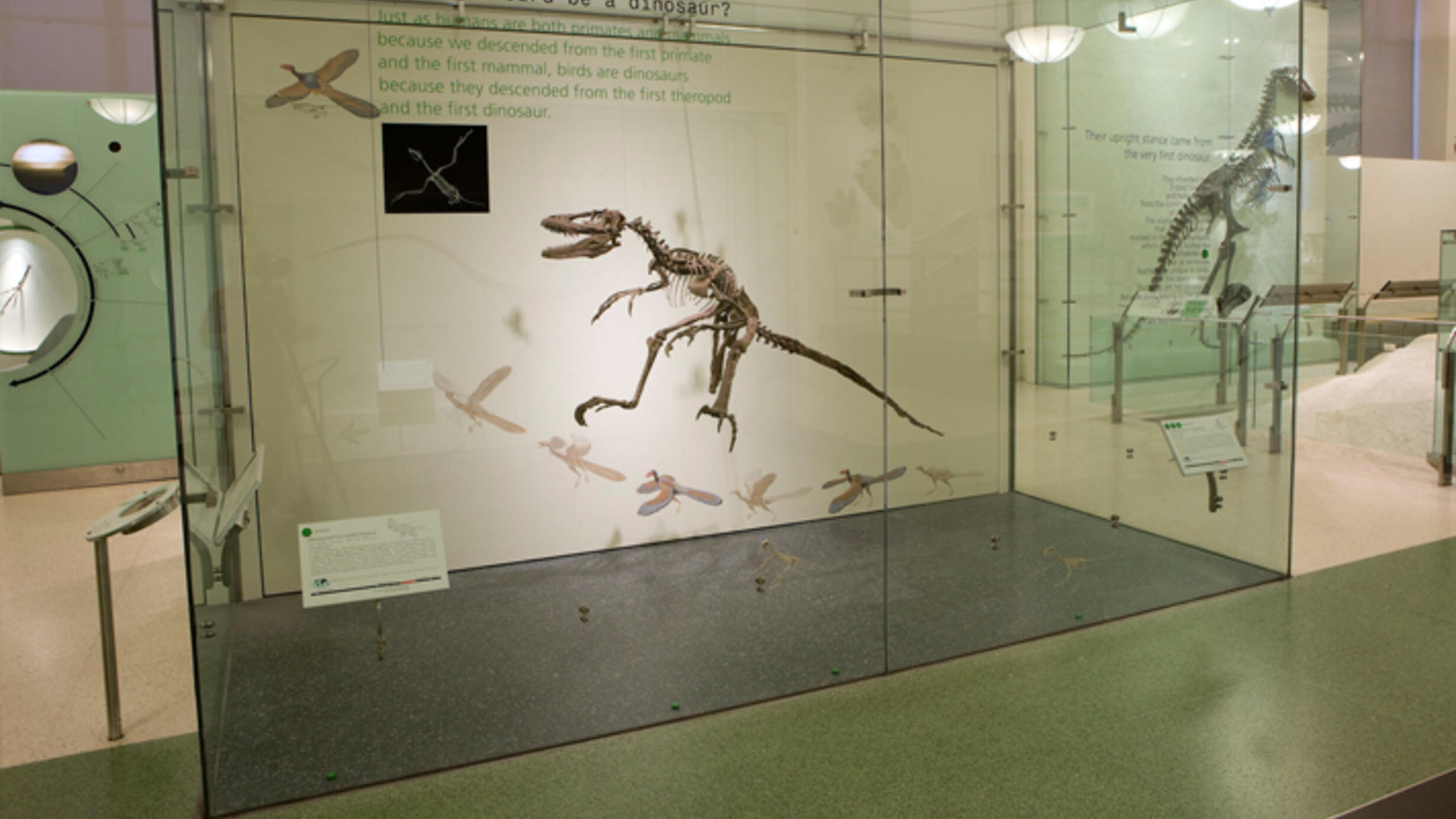 A glass exhibition case displays a fossil skeleton of a small theropod dinosaur with a long thin tail and long powerful hind limbs.