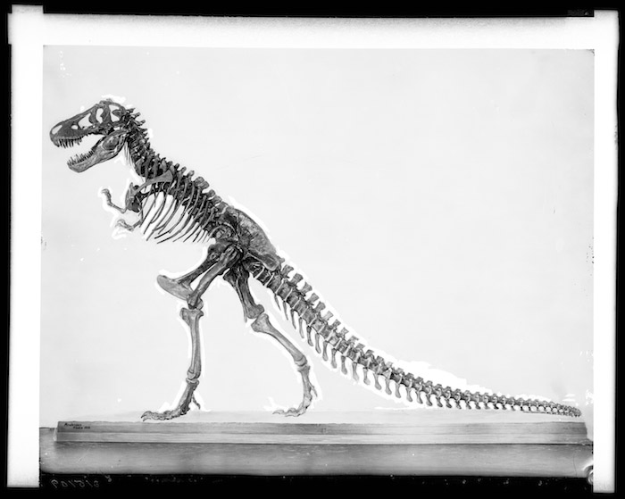 Archival image of T. Rex mounted in standing position.