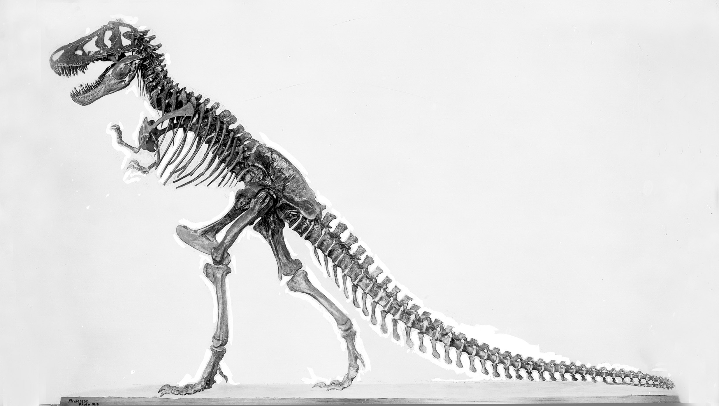 Archival image of T. rex mounted in standing position.