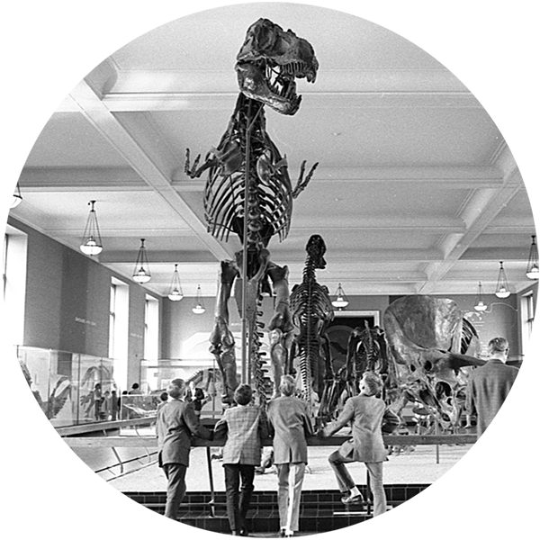 Archival image of visitors looking upwards at standing T. rex.