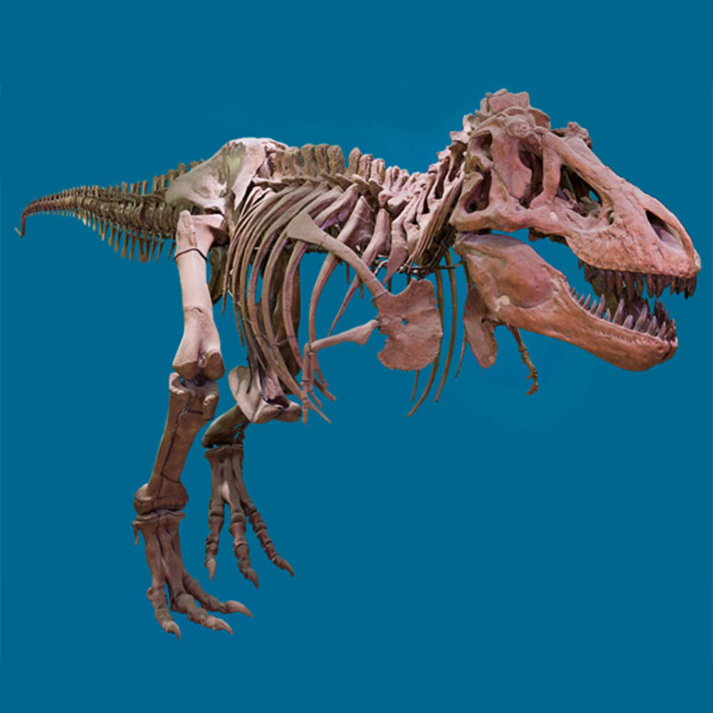 T. rex skeleton.