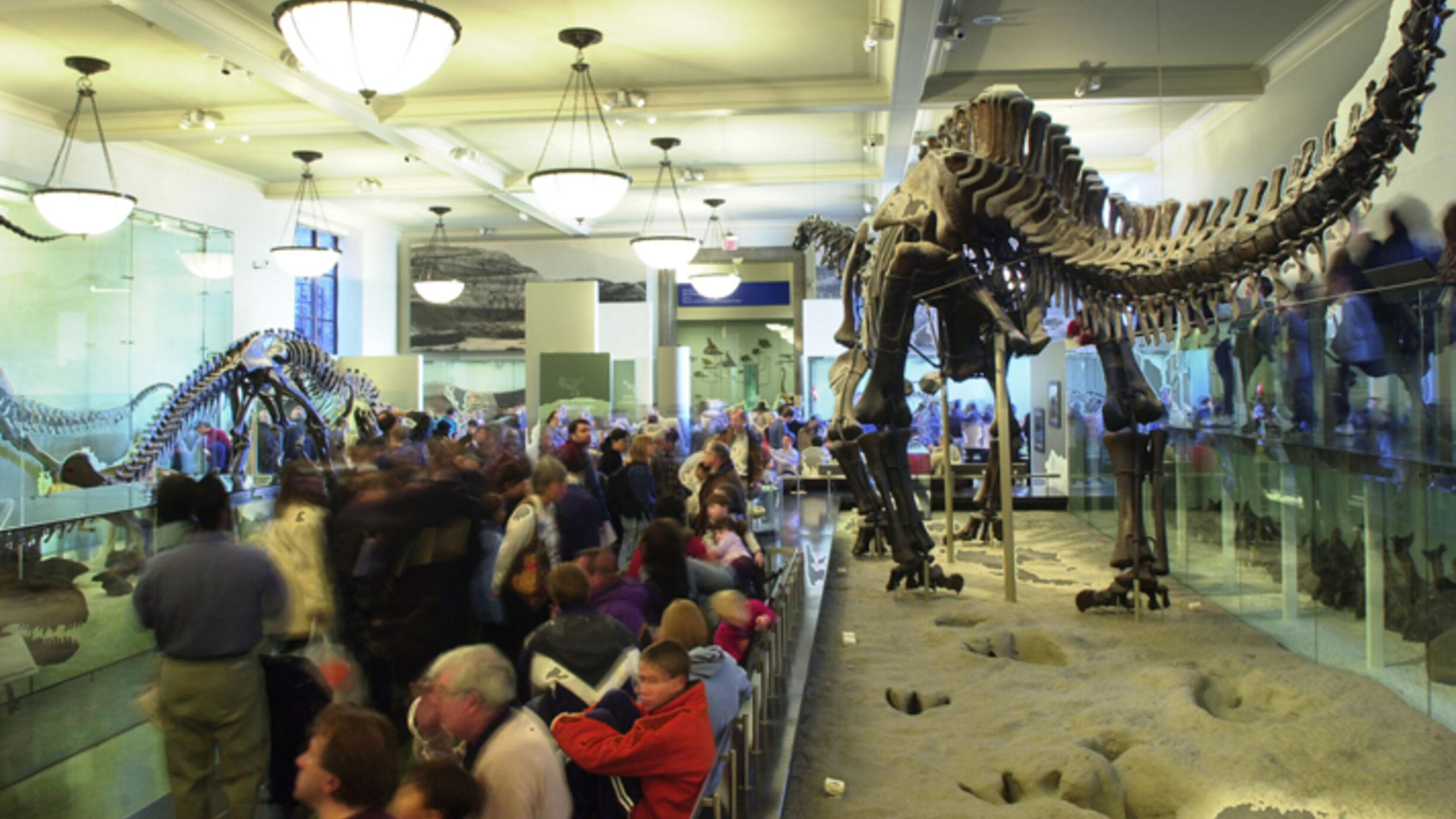 A large crowd of visitors in the Museum's Hall of Saurischian Dinosaurs is dwarfed by the massive Apatosaurus skeleton shown with fossilized footprints.