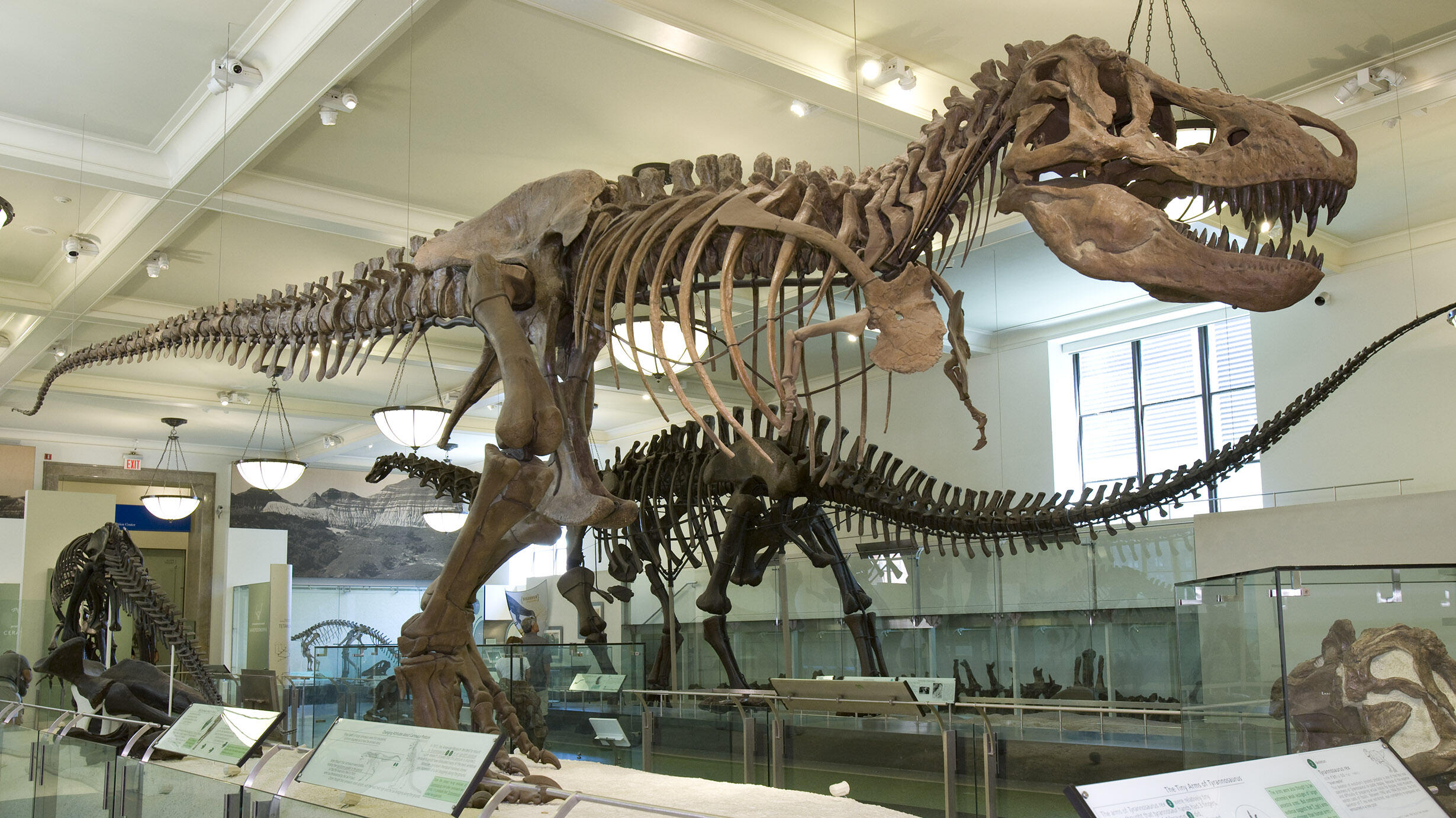 T. Rex fossil mount in the Museum's Hall of Saurischian Dinosaurs.
