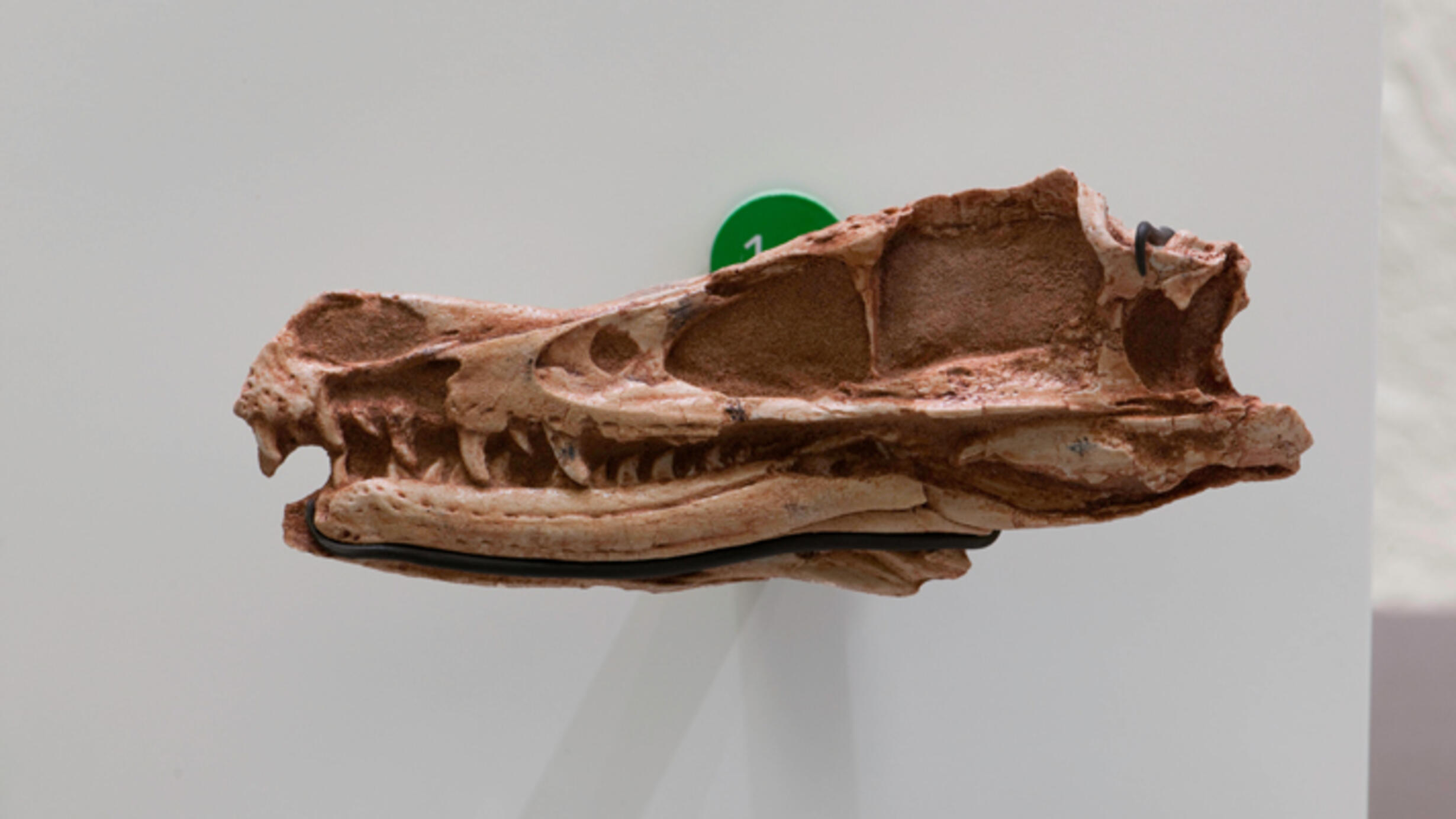 The long relatively flat fossil skull of a velociraptor shown from its left side. Its closed jaw shows upper and lower rows of sharp teeth.