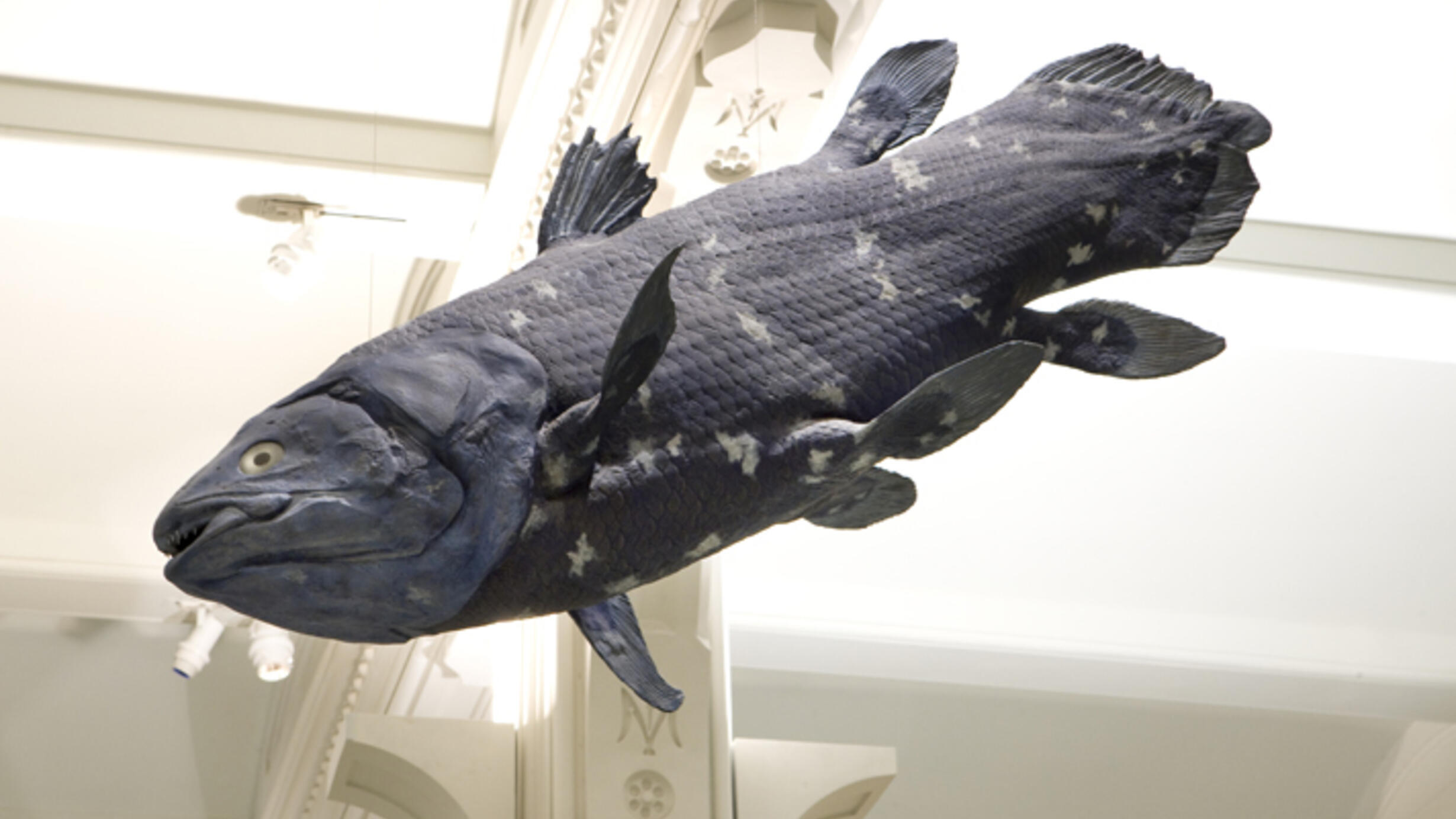 The model of a coelacanth suspended from the ceiling of the Hall of Vertebrate Origins shows its thick tail, multiple smaller lobe fins, and mouth with small sharp teeth.