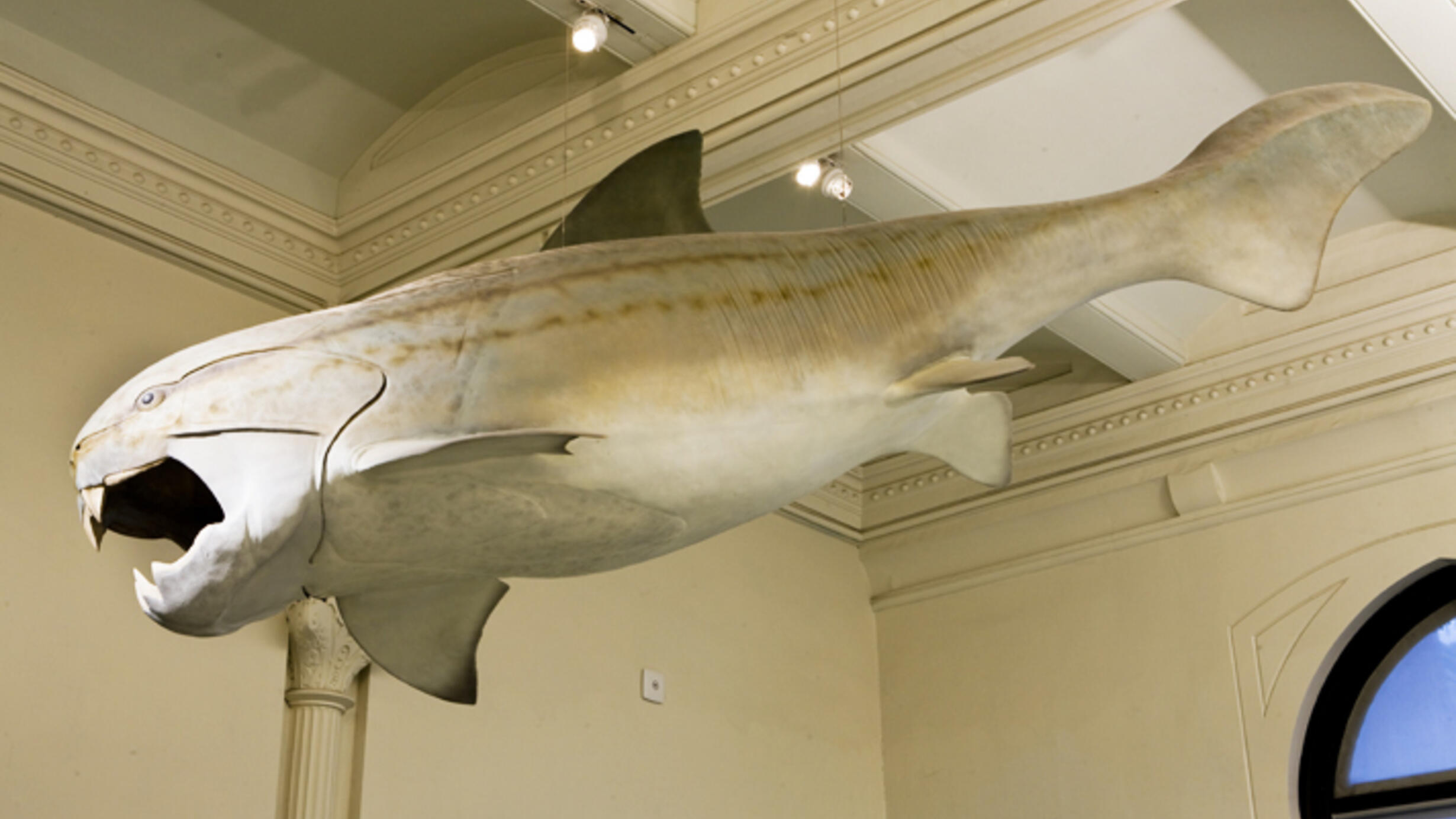 Suspended from the ceiling in the Museum’s Hall of Vertebrate Origins, a model of a Dunkleosteus terrelli. Its open jaw shows its razor-sharp edges.