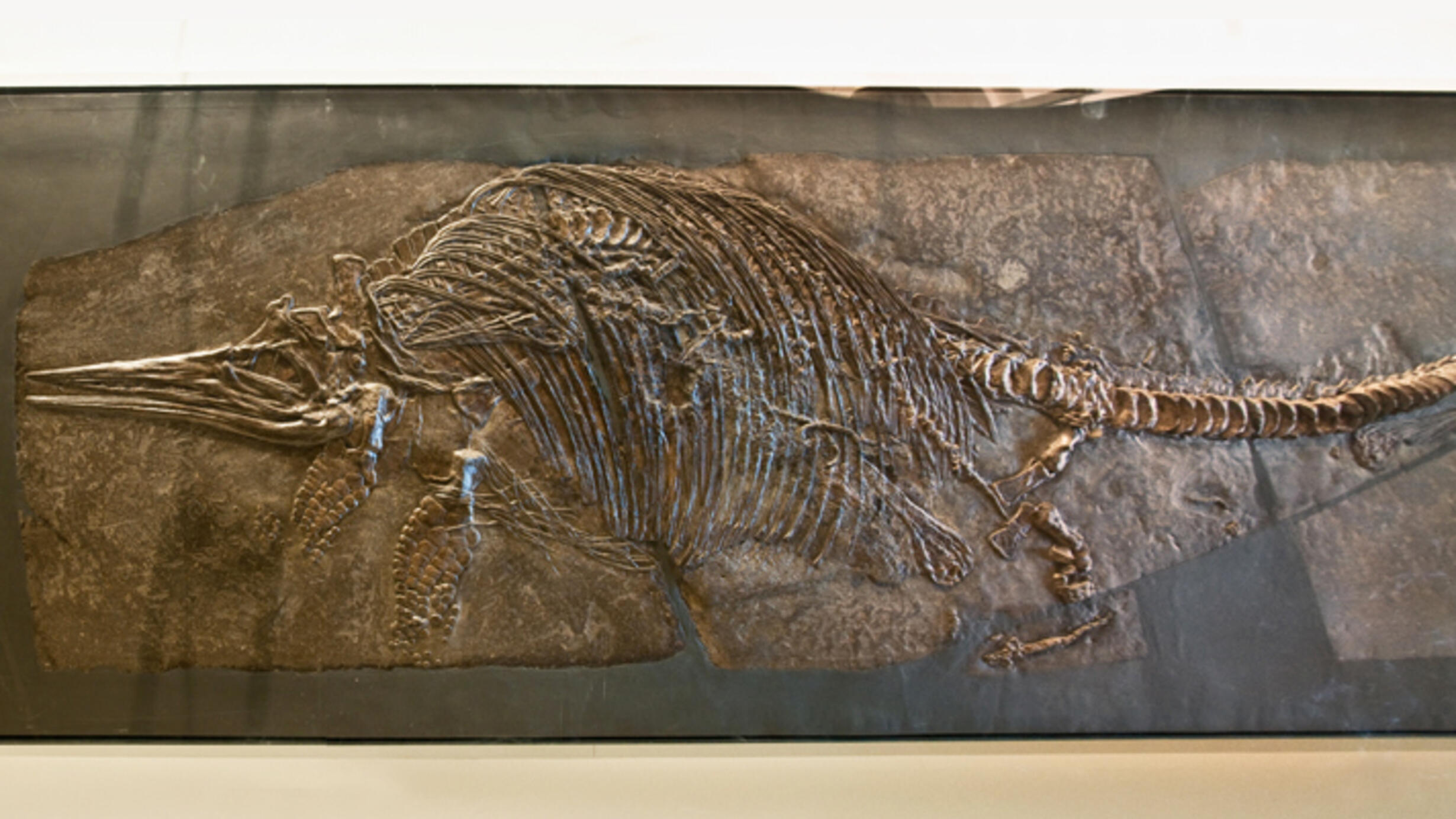 From the Museum’s Hall of Vertebrate Origins a fossilized Stenopterygius quadriscissus in a stone slab.