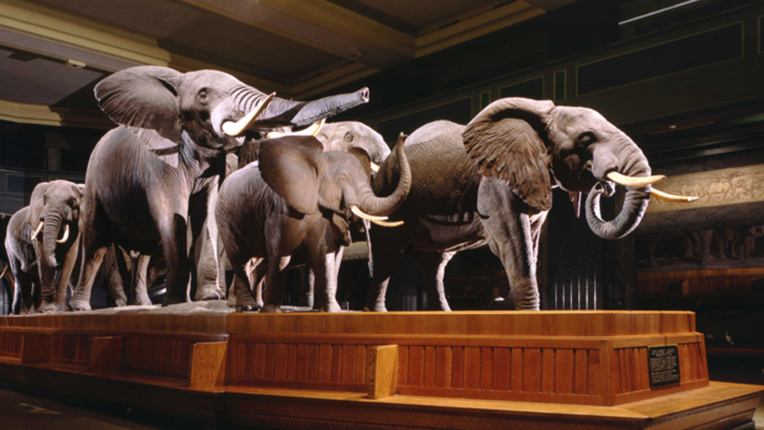 Platform exhibit of a group of African elephants in the Museum's Hall of African Mammals.