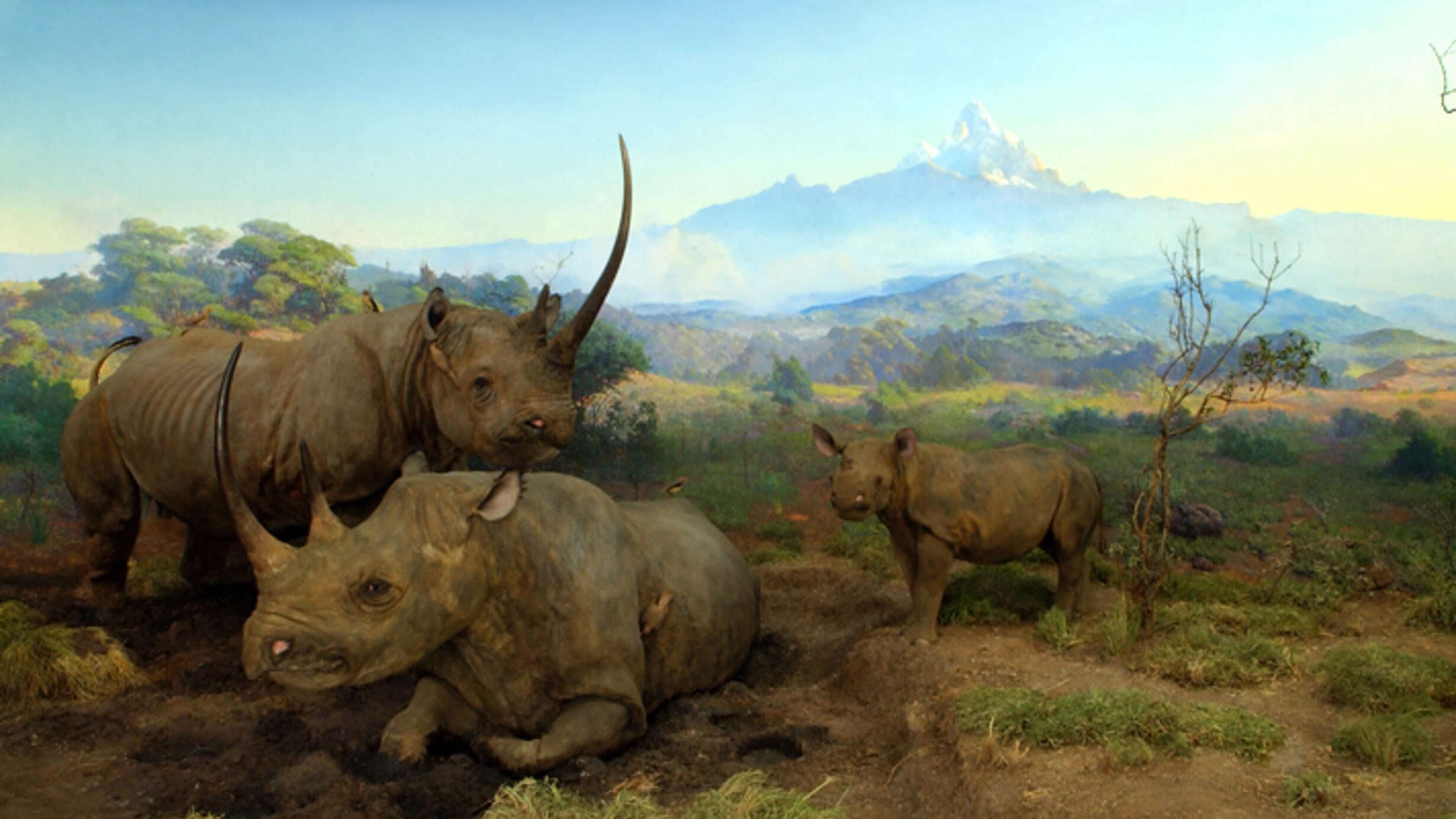 A diorama shows two adult Black rhinoceroses and a juvenile on dry brown earth with scrubby green vegetation.