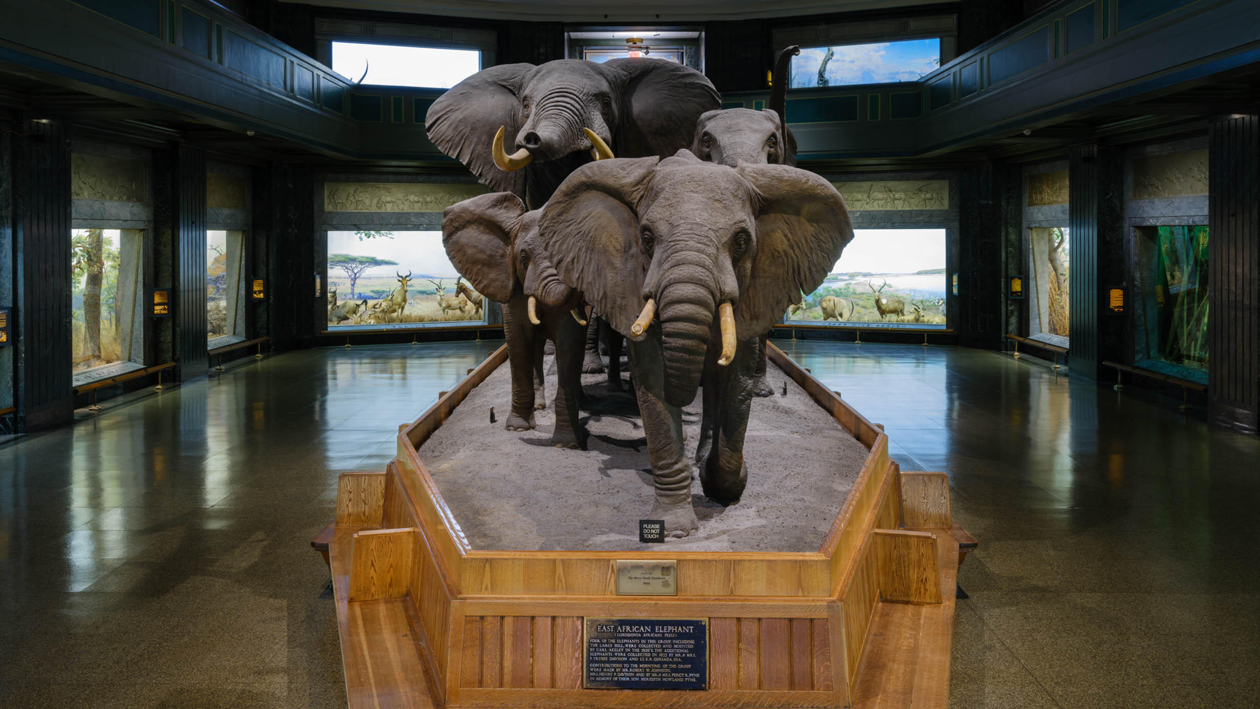 Five african elephant mounts on a raised pedestal in the Akeley Hall of African Mammals.