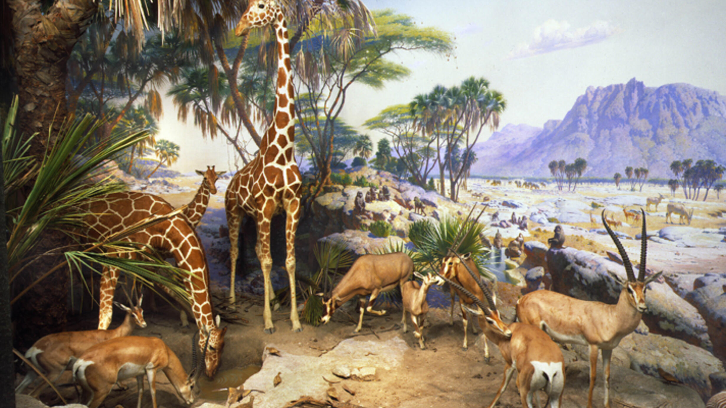 The Museum's Watering Hole diorama with giraffes and gazelles in the foreground, and a painting of a dry flat plain with other animals and a mountain rising in the distant background.