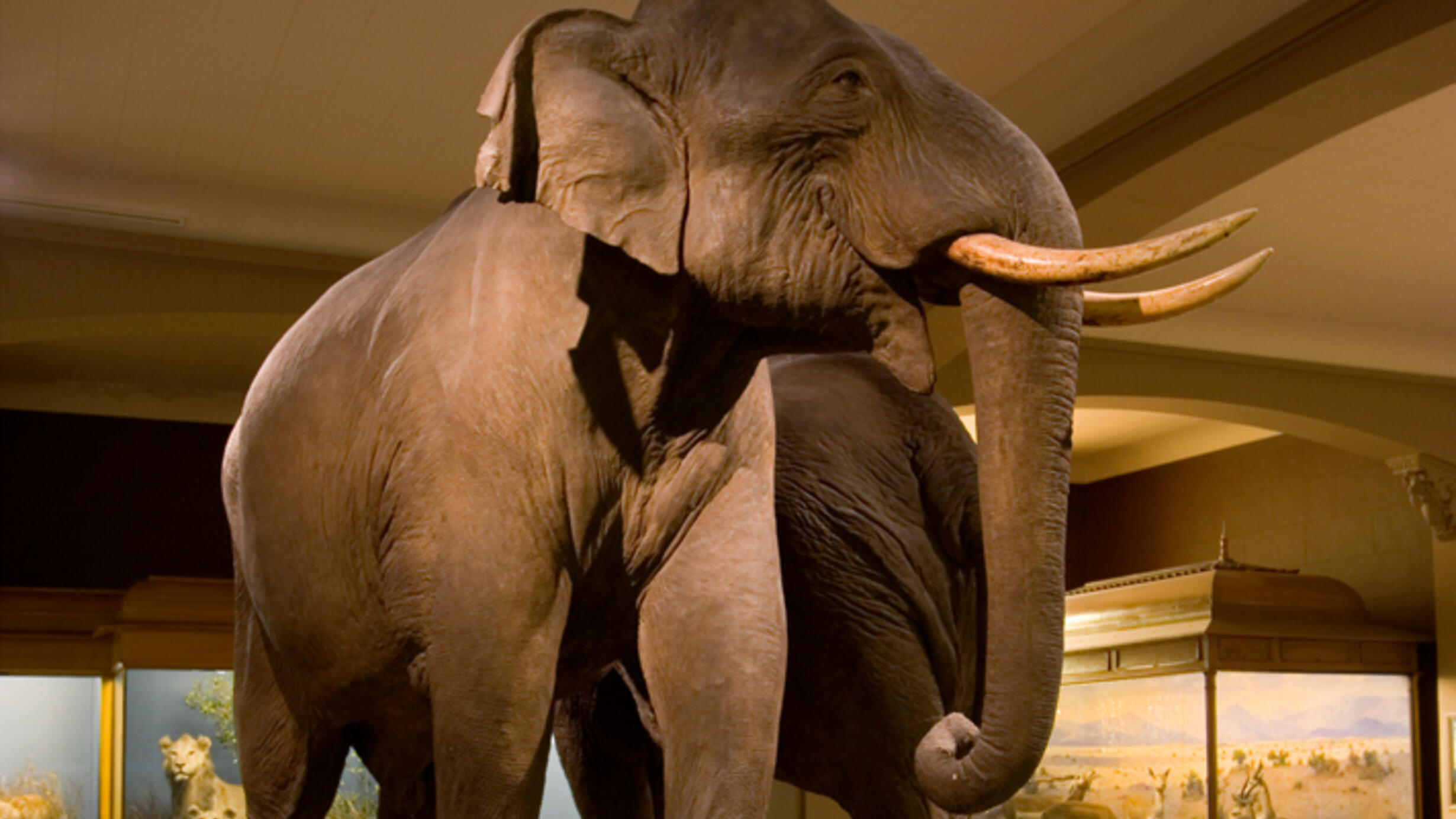 An elephant in the Museum's Hall of Asian Mammals is shown from the front.