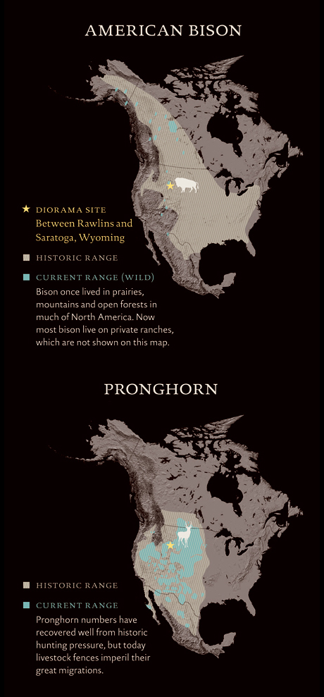 American Bison and Pronghorn