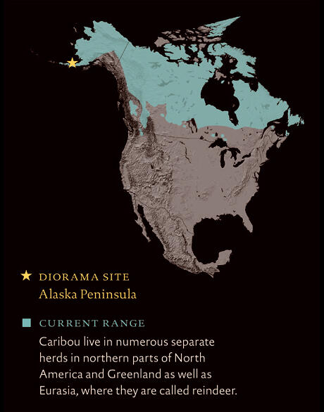 Caribou's North American Range (shown in blue)