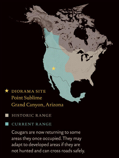 North America map marks diorama site in Grand Canyon, Arizona, cougar historic range and current range in Mexico, western U.S., and southwestern Canada