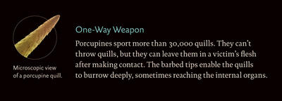 FisherPorcupine_onewayweapon