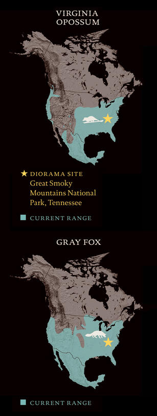 GrayFoxandOpossum_rangemap