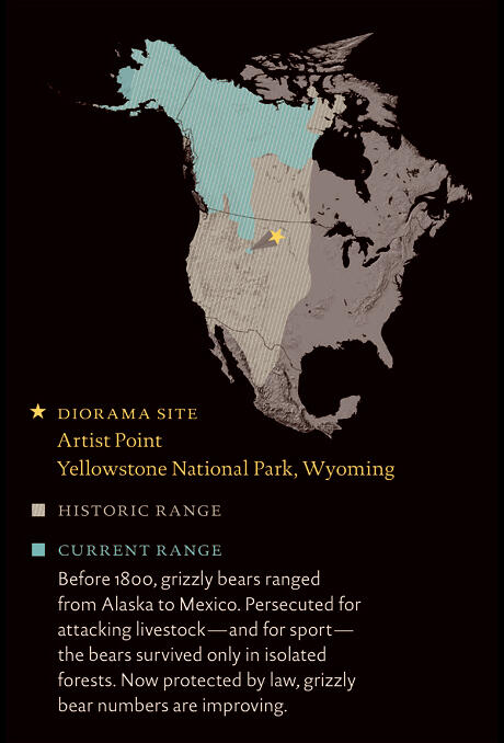Map of North America with highlights indicating the grizzly bear historic and current range.