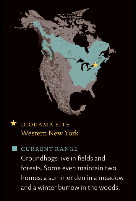 North America map marks diorama site in upper western New York State and current groundhog range in U.S. and Canada.
