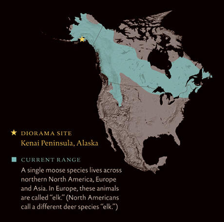 A map of North America showing the range of the Alaska moose across northern North America.