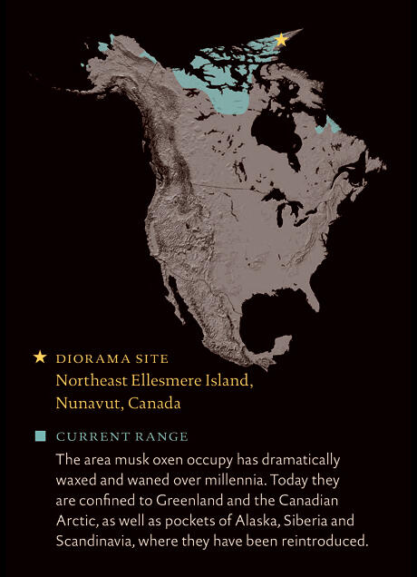 Map of North America with highlights indicating the musk oxen range.