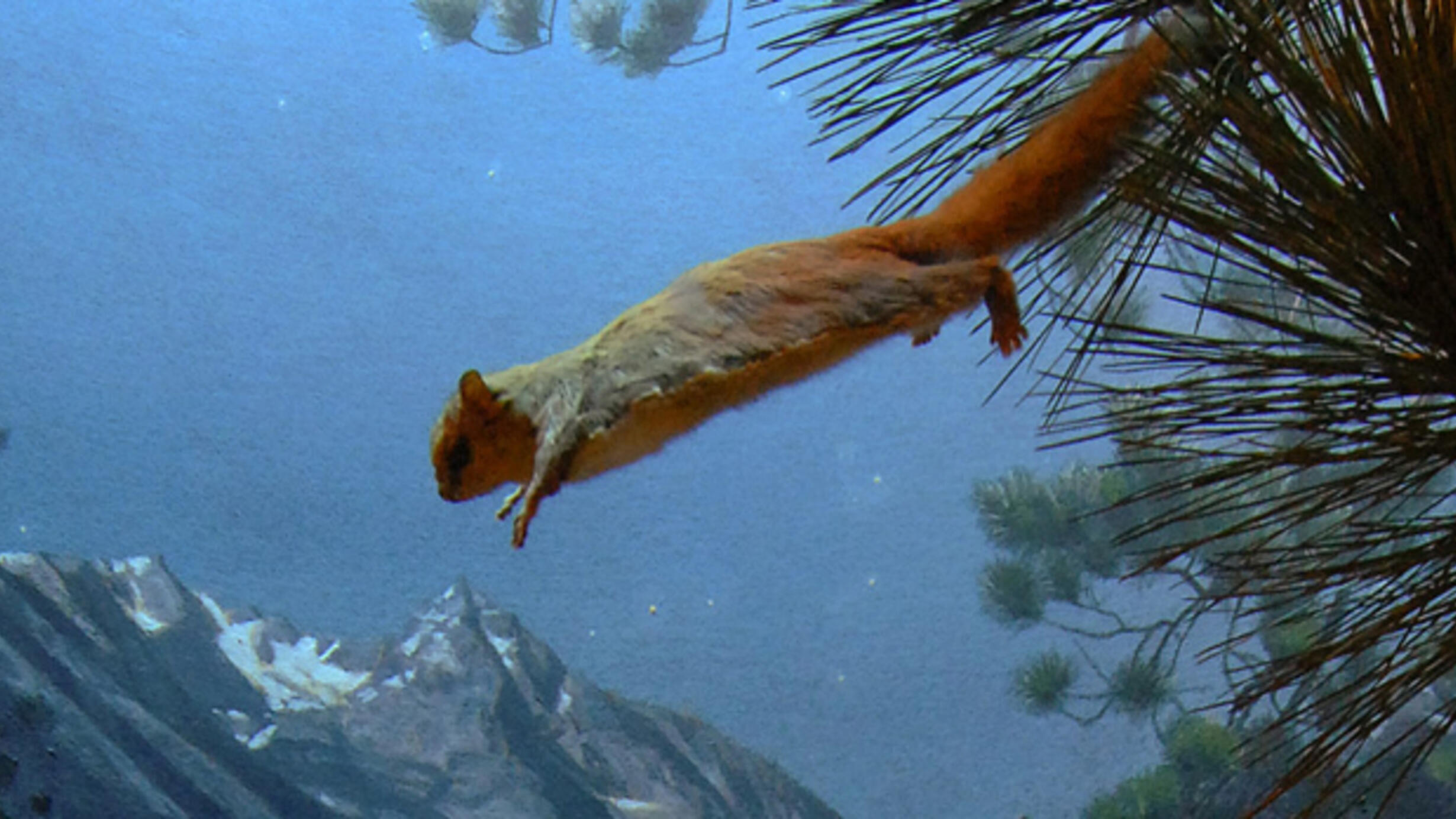 Northern Flying Squirrel gliding to safety, diorama in North American Mammals Hall