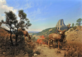 The Museum’s Mule Deer diorama showing a buck with huge antlers and head erect, the doe grazing on scrubby plants, and the Devil’s Tower formation in the painted background.