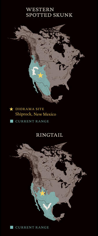 A map of North America, showing the range of the Western spotted skunk, and of the ringtail, a mammal of the racoon family.