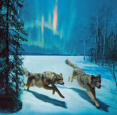 Wolves running in snowy field, with the aurora borealis in the night sky background and trees on left and right.