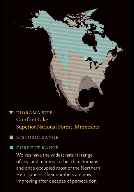 A map of North America shows the wolf’s historic range over most of North America, and current range now mostly in Canada. A point marks the Minnesota site of the Museum’s diorama.