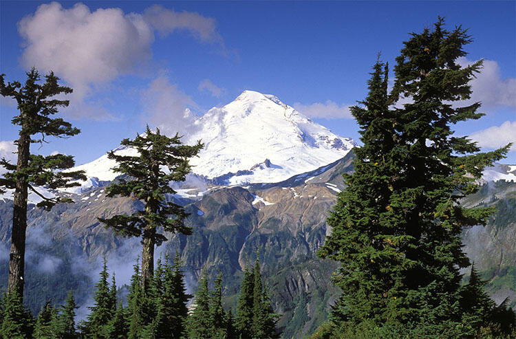 Landscape of sky and snow-topped mountain in the distance beyond two skinny tall trees and one full tall tree towering above lush forest.