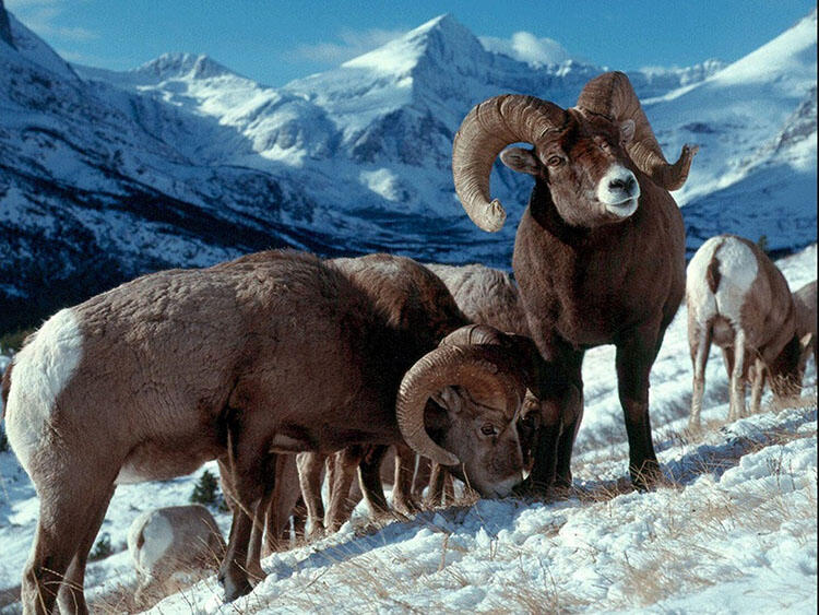 Herd of bighorn sheep grazing on a snowy mountainside.