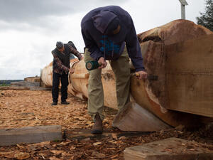 Two men using carving tools lean forward as they work on a long felled tree trunk.