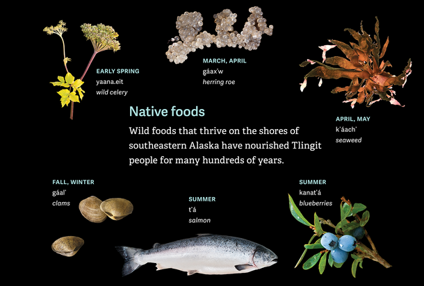 Salmon, clams, wild celery, herring roe, seaweed, blueberries.