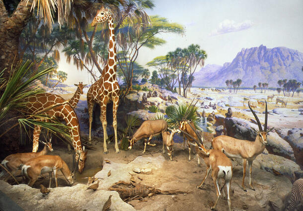 Museum diorama depicting life-sized models of giraffes, gazelles and oryxes at a water hole under a palm tree, with painted backdrop of trees and mountain.