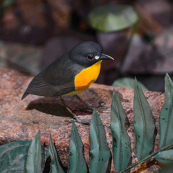 Model of a sangha forest robin with yellow belly and black head and wings, perched on a rock with leafy fern in foreground.