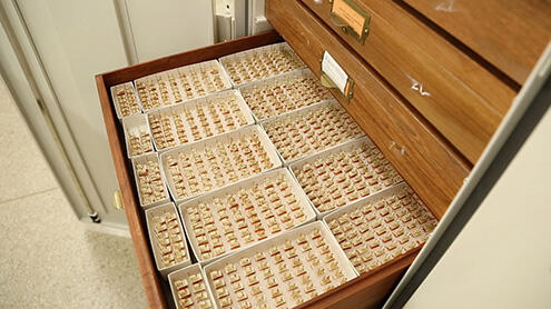 Open cabinet drawer containing gall wasp samples.